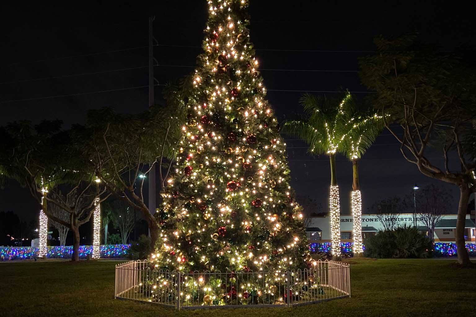 Holiday lights in the park