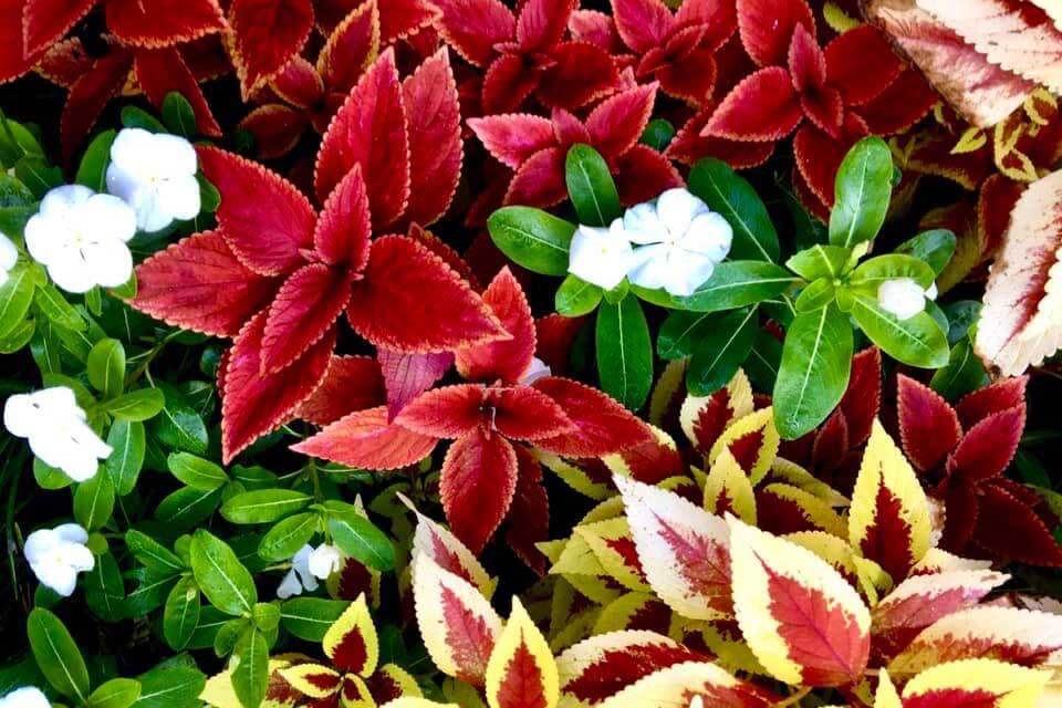 Washington Oaks holiday plants