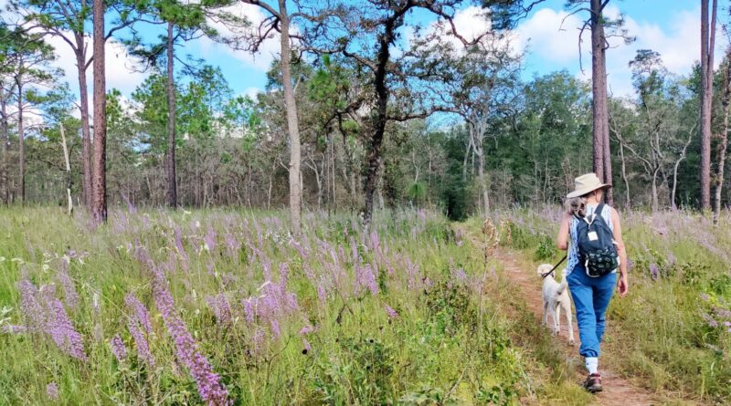 Linda Pederson trail